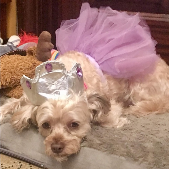 Meet your Posher, Susi - Picture 7 of 9